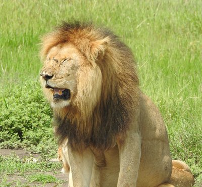 Souvenir du voyage de Patrick, Tanzanie