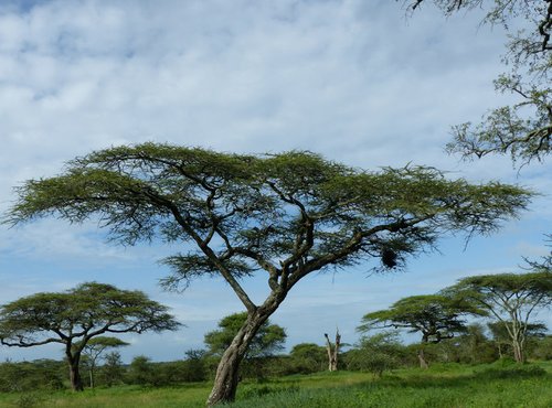 Souvenir du voyage de Jean Pierre, Tanzanie