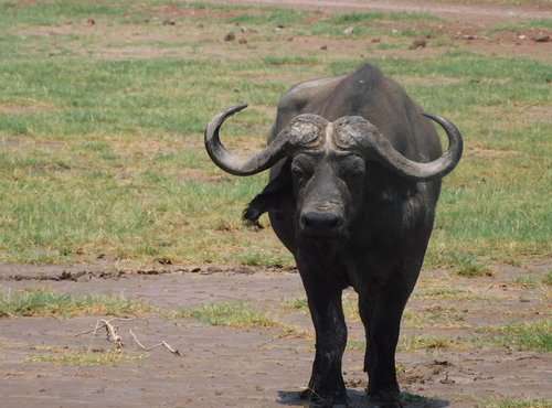 Souvenir du voyage de Baptiste, Tanzanie