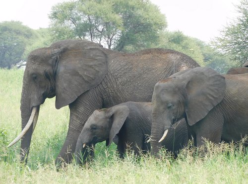 Souvenir du voyage de Baptiste, Tanzanie