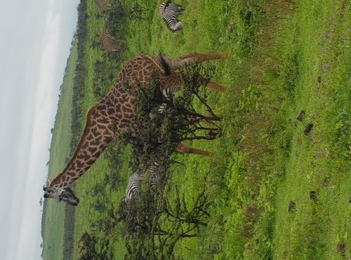 Souvenir du voyage de Paul, Tanzanie