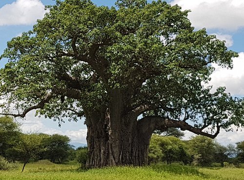 Souvenir du voyage de Bruno, Tanzanie