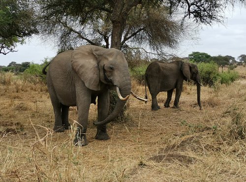 Souvenir du voyage de Alicia, Tanzanie