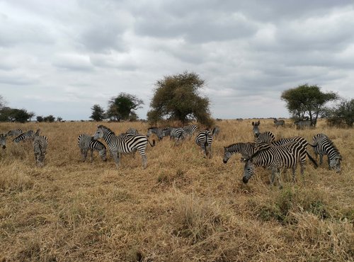 Souvenir du voyage de Alicia, Tanzanie