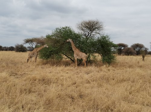 Souvenir du voyage de Alicia, Tanzanie