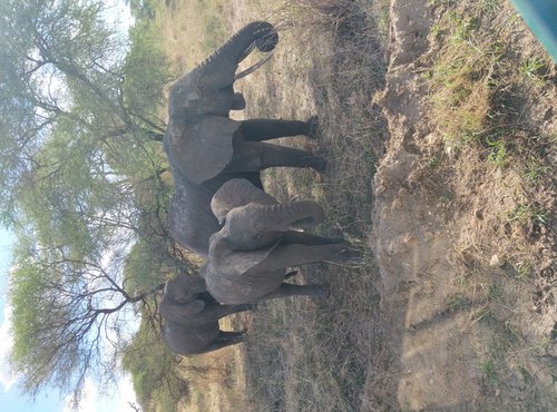 Souvenir du voyage de Pauline, Tanzanie