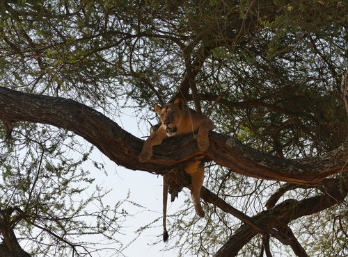 Souvenir du voyage de Selmane, Tanzanie