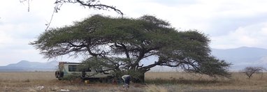 Souvenir du voyage de Alain, Kenya