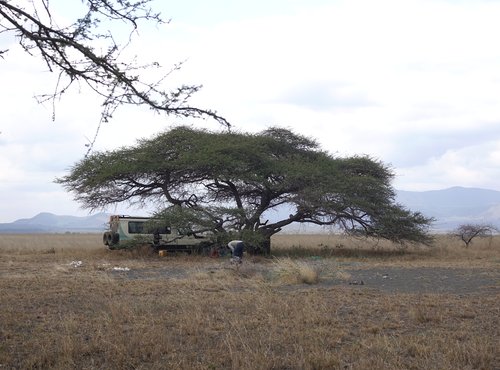 Souvenir du voyage de Alain, Kenya