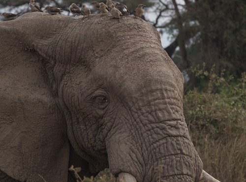 Souvenir du voyage de Alain, Kenya