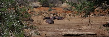 Souvenir du voyage de Alain, Kenya