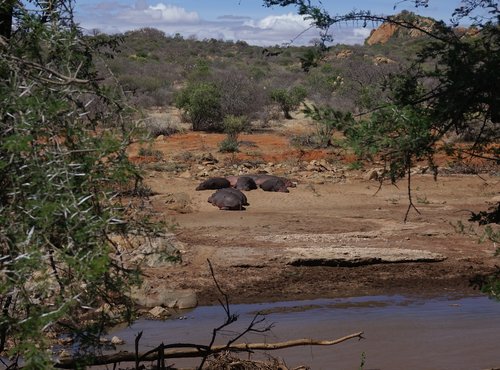 Souvenir du voyage de Alain, Kenya