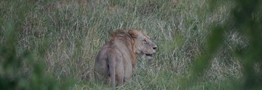 Souvenir du voyage de Alain, Kenya