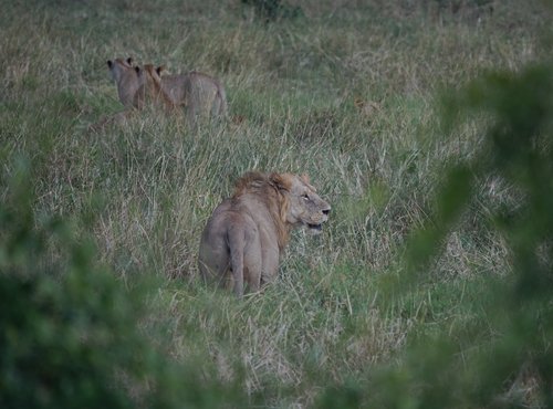 Souvenir du voyage de Alain, Kenya