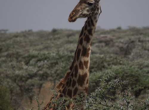 Souvenir du voyage de Alain, Kenya