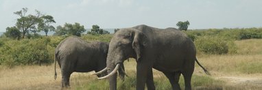 Souvenir du voyage de Frederique, Kenya