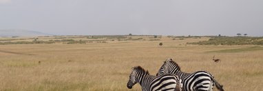 Souvenir du voyage de Frederique, Kenya