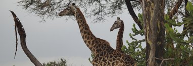 Souvenir du voyage de Frederique, Kenya