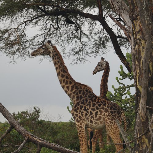 Souvenir du voyage de Frederique, Kenya