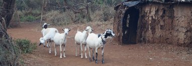 Souvenir du voyage de Frederique, Kenya