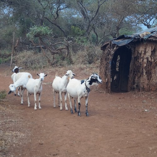 Souvenir du voyage de Frederique, Kenya