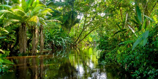 Equateur jungle amazonie