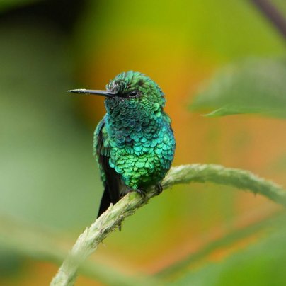 Oiseau a Mindo en Equateur
