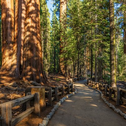 Sequoia National park aux Etats Unis
