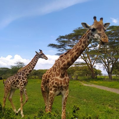 Girafes à Navaisha au Kenya