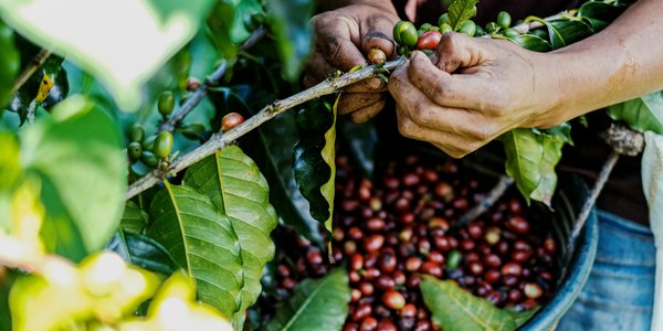 Cultivateur de cafe a San Marcos au Guatemala