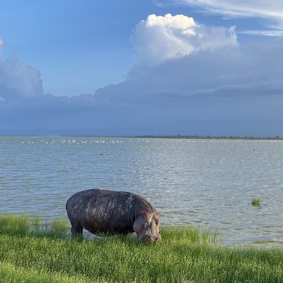 Hippopotame à Amboseli au Kenya