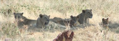 Souvenir du voyage de Thomas, Tanzanie