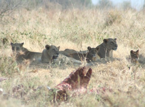 Souvenir du voyage de Thomas, Tanzanie