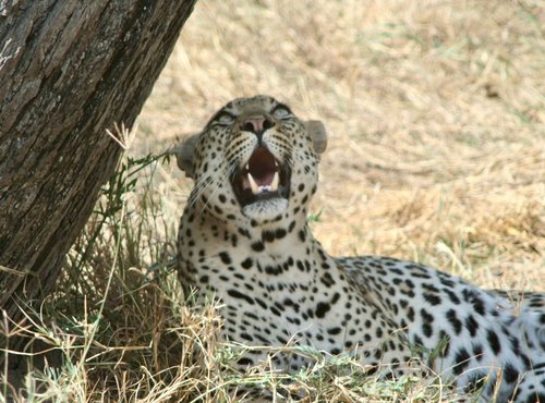 Souvenir du voyage de Thomas, Tanzanie