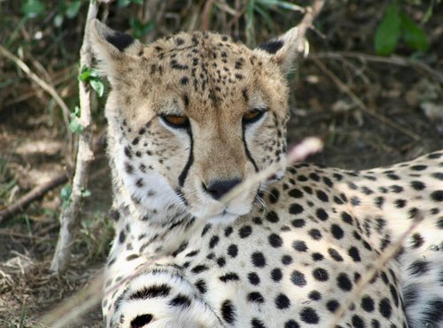 Souvenir du voyage de Thomas, Tanzanie