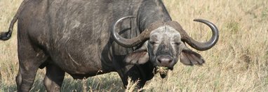 Souvenir du voyage de Thomas, Tanzanie