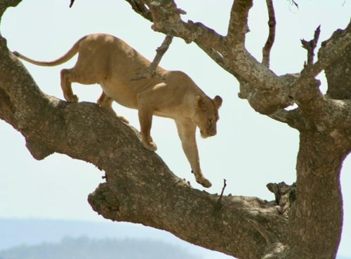 Souvenir du voyage de Thomas, Tanzanie