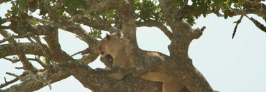 Souvenir du voyage de Thomas, Tanzanie