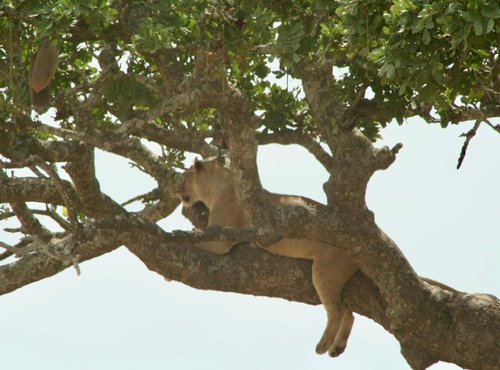 Souvenir du voyage de Thomas, Tanzanie