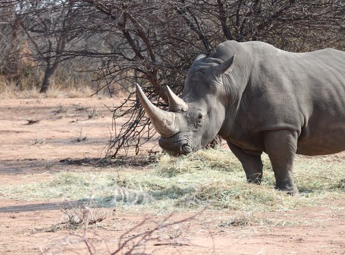 Souvenir du voyage de Laurent, Namibie