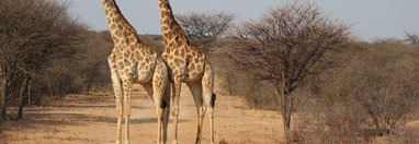 Souvenir du voyage de Laurent, Namibie