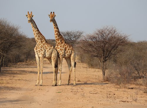 Souvenir du voyage de Laurent, Namibie