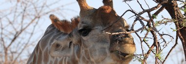 Souvenir du voyage de Laurent, Namibie