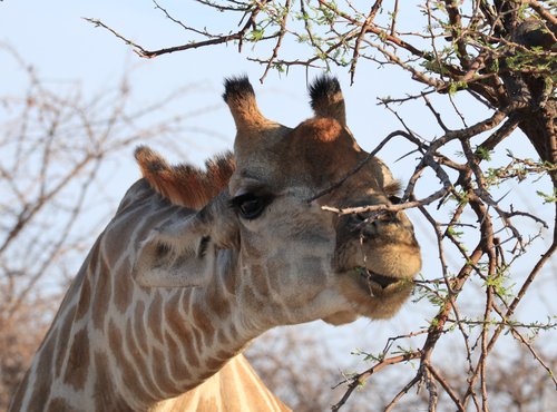 Souvenir du voyage de Laurent, Namibie