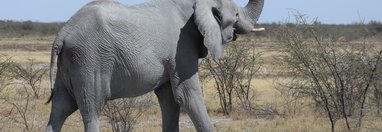 Souvenir du voyage de Laurent, Namibie