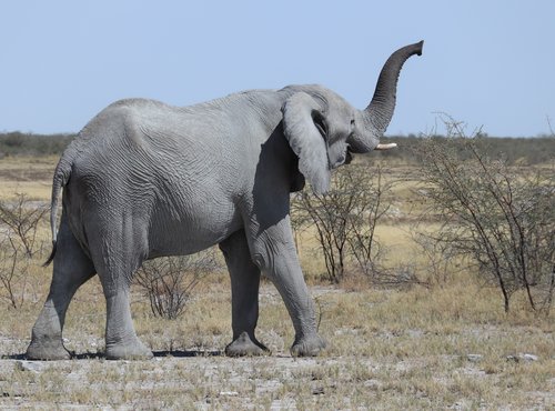 Souvenir du voyage de Laurent, Namibie