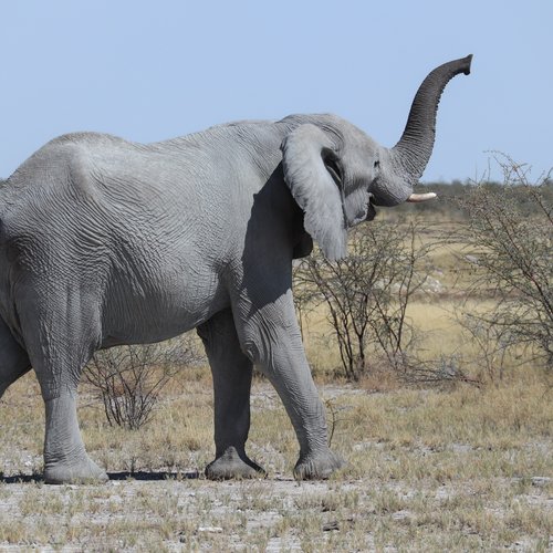 Souvenir du voyage de Laurent, Namibie