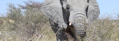 Souvenir du voyage de Laurent, Namibie