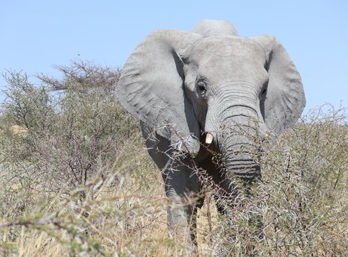 Souvenir du voyage de Laurent, Namibie