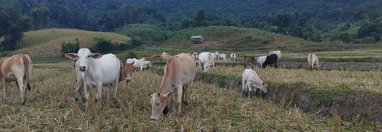 Souvenir du voyage de Yannick, Thaïlande